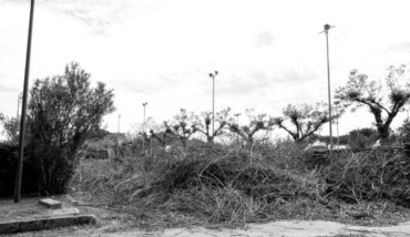 17052019 DSCF1155