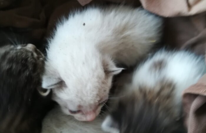 IMG 20190426 WA0032