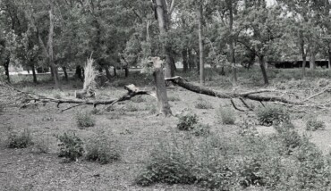 Soundtrack for Falling Trees 