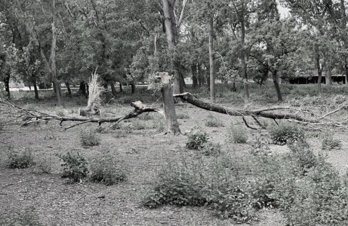 Soundtrack for Falling Trees