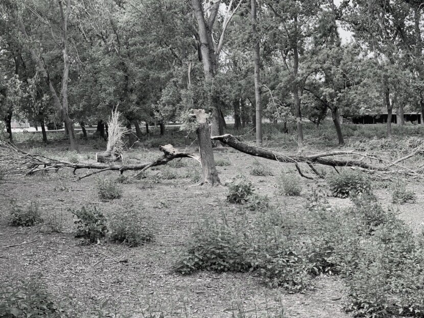 Soundtrack for Falling Trees
