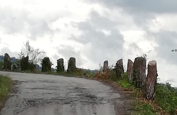 Alberi Brisighella 1