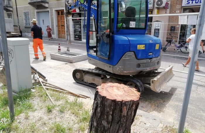 Albero Tagliato