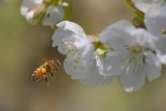 Ape Fiore Di Melo 1200px