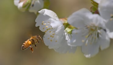 Ape Fiore Di Melo 1200px
