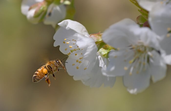 Ape Fiore Di Melo 1200px