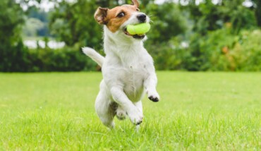 Cane Che Corre