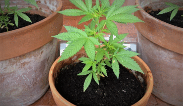 Marijuana