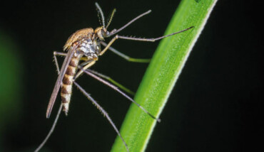 Zanzara Tigre