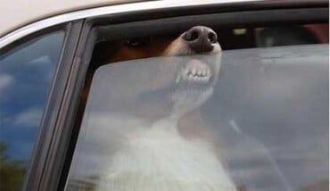 Cane In Auto Sotto Al Sole