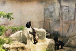 Scimpanze Ravenna Safari