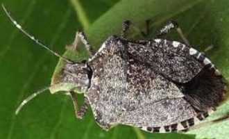 1565693221530.jpg Non Solo Xylella In Salento Ulivi Colpiti Anche Da Cimice Asiatica 