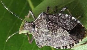 1565693221530.jpg Non Solo Xylella In Salento Ulivi Colpiti Anche Da Cimice Asiatica 