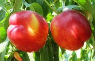 pesca nettarina frutta agricoltura campagna