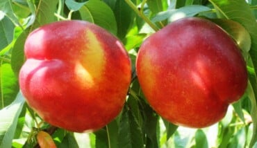 pesca nettarina frutta agricoltura campagna