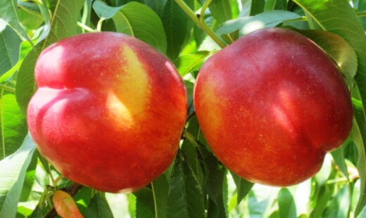 pesca nettarina frutta agricoltura campagna