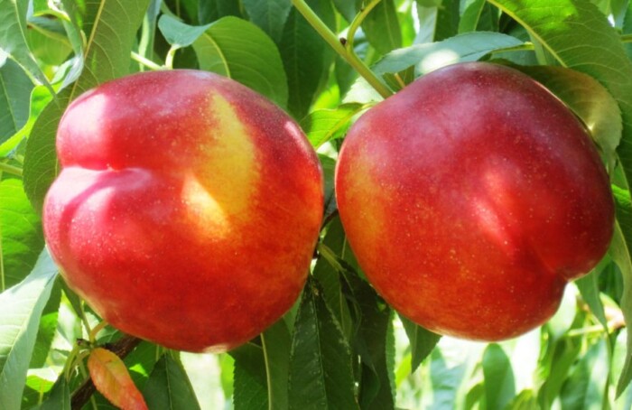 pesca nettarina frutta agricoltura campagna