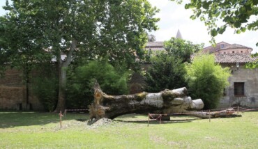 Parco Cappuccine Albero Caduto