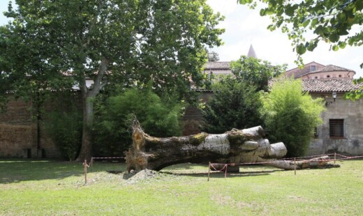 Parco Cappuccine Albero Caduto