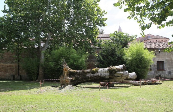 Parco Cappuccine Albero Caduto