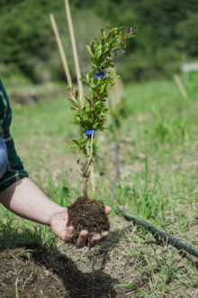 Euro Company Albero Verticale