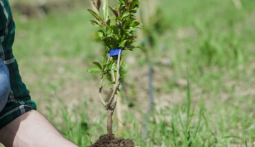 Euro Company Albero Verticale