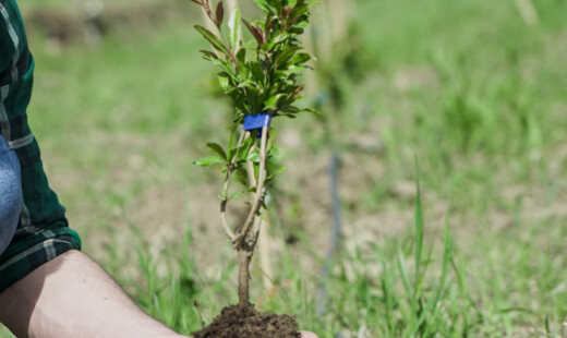 Euro Company Albero Verticale