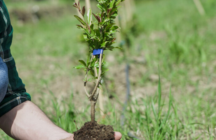 Euro Company Albero Verticale