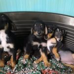 Gli 11 Cuccioli Sequestrati Affidati A Enpa Faenza, Settembre 2019 (2)