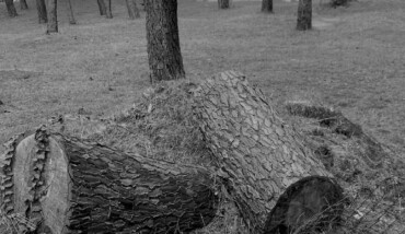 Solo come un albero