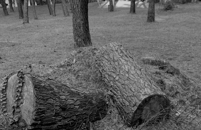 Solo come un albero