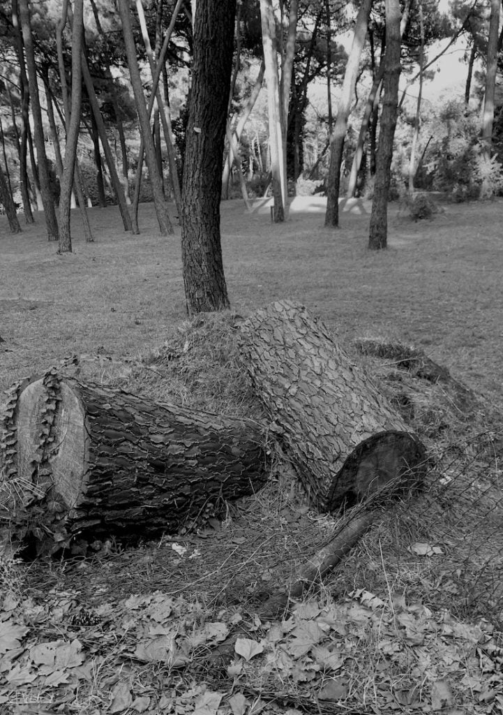 Solo come un albero