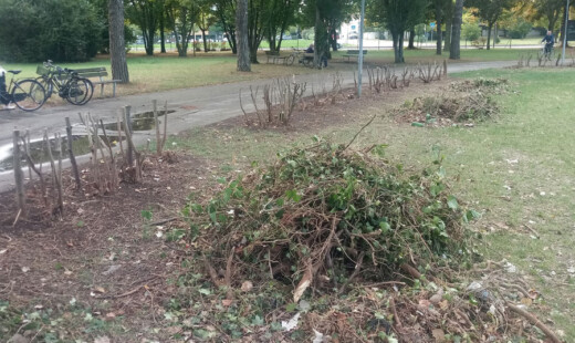 Parco Fagiolo Senza Cintura Verde