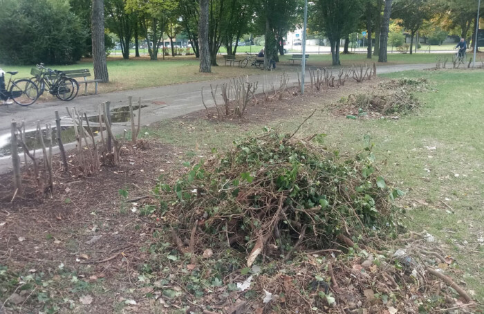 Parco Fagiolo Senza Cintura Verde