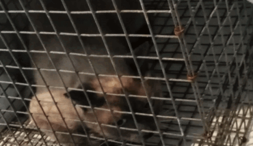Gatti In Gabbia (2) 