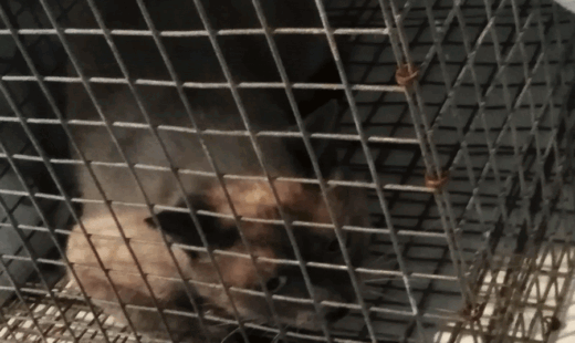 Gatti In Gabbia (2)