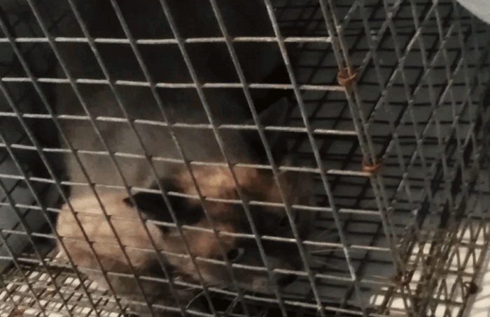 Gatti In Gabbia (2)