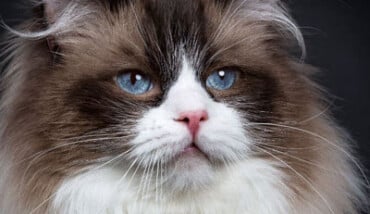Gatto