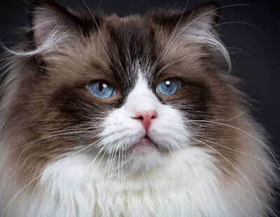 Gatto