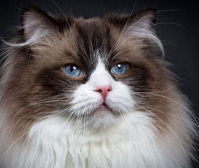 Gatto
