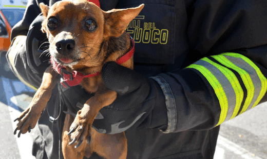 Incidente Cane