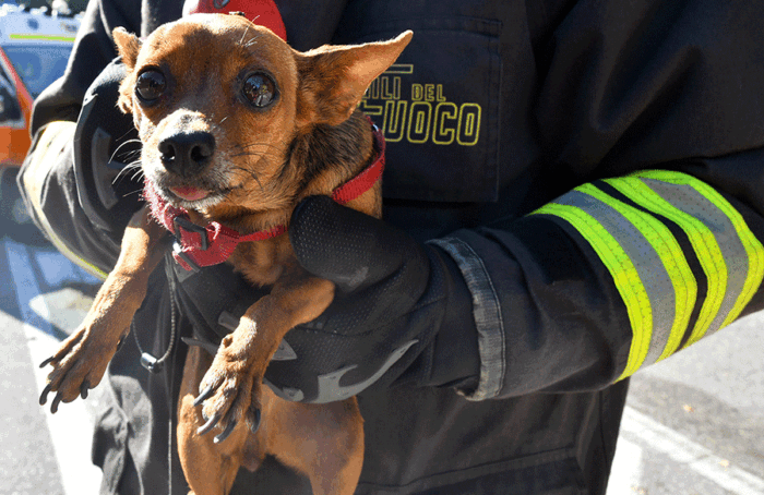 Incidente Cane