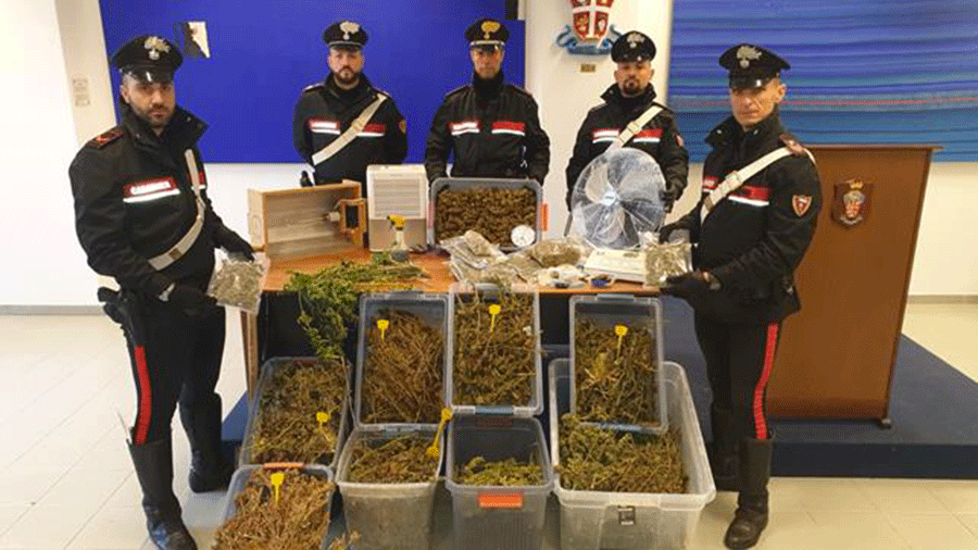 Sequestro 24 Chili Marijuana