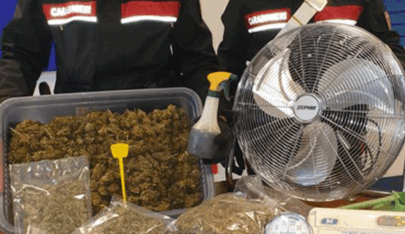 Sequestro Marijuana Carabinieri Ravenna