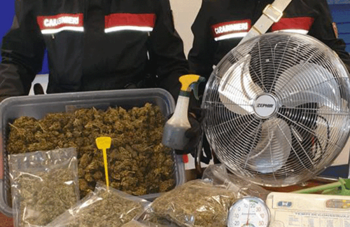 Sequestro Marijuana Carabinieri Ravenna