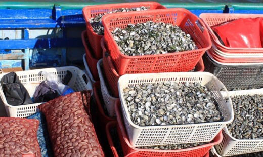 Vongole Molluschi 950x551