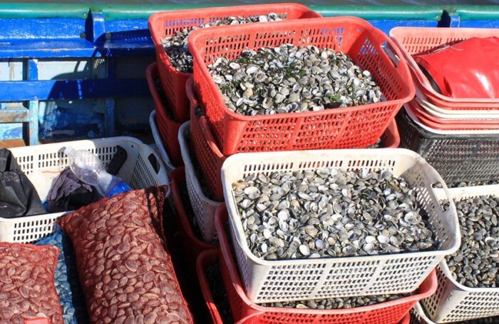 Vongole Molluschi 950x551