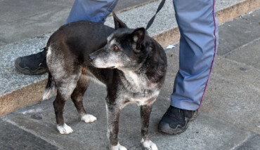 2 CANI SCAPPATI DA CASA AGGREDISCONO COPPIA DI TURISTI TEDESCHI IN CENTRO A RAVENNA CON CAGNOLINO