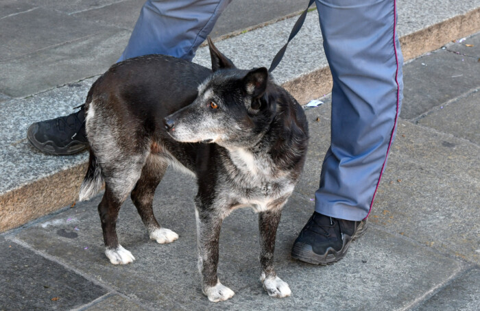 2 CANI SCAPPATI DA CASA AGGREDISCONO COPPIA DI TURISTI TEDESCHI IN CENTRO A RAVENNA CON CAGNOLINO