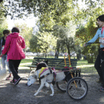 Maratona Cane Carrozzella